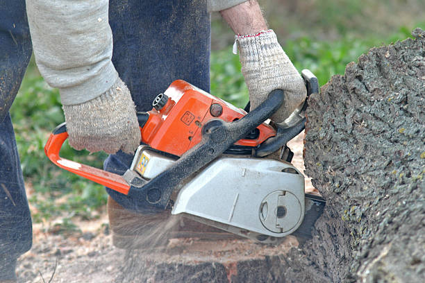 How Our Tree Care Process Works  in  Christiana, TN