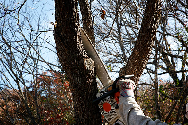 Leaf Removal in Christiana, TN